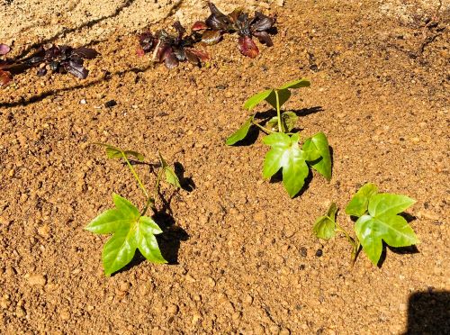 庭に植えたヤツデの画像