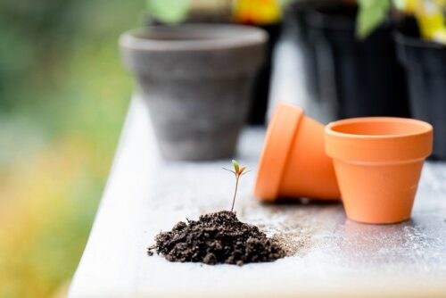 芽が出た植物と鉢の画像