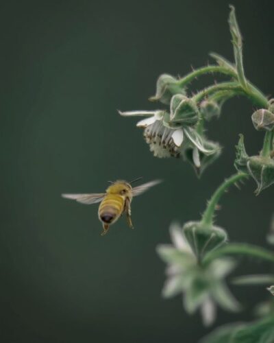 蜂と花の画像