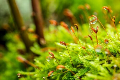 芽が出た植物