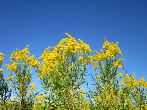 セイタカアワダチソウの花の画像