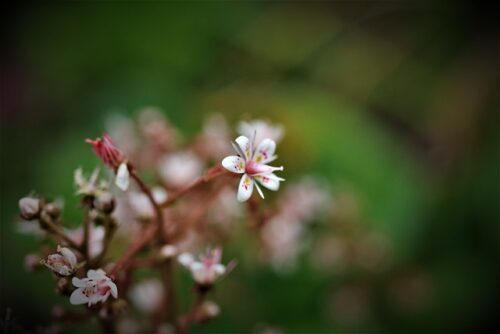 ユキノシタの画像