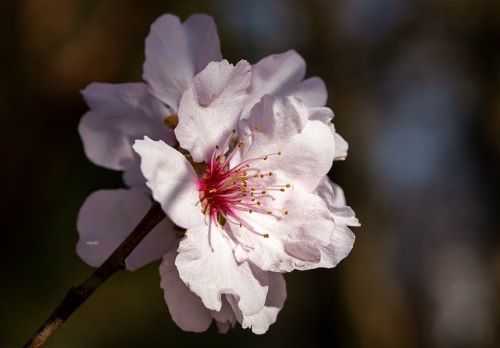 桜の花びらの画像