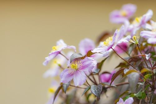 クレマチスの花の画像