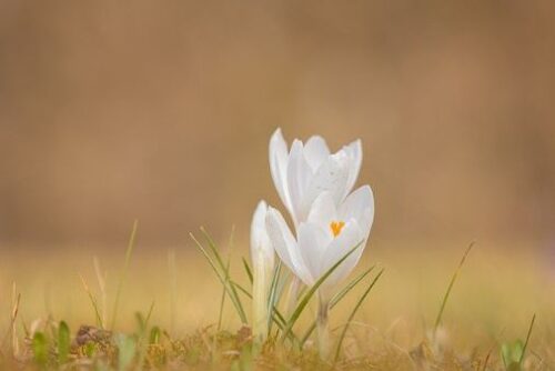 白い小さな花の画像