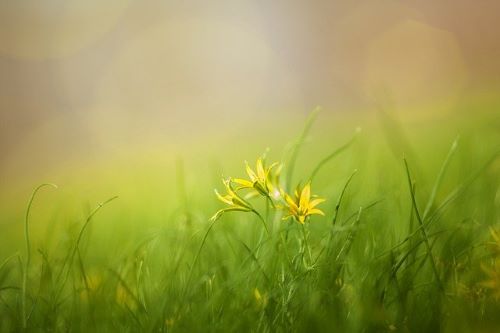 庭の黄色い花グラスの画像