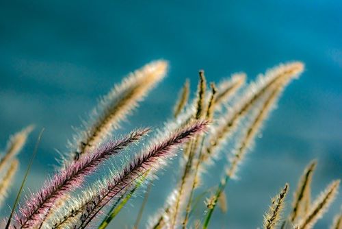 植物のグラスの画像