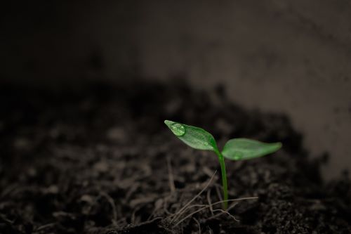 発芽したツル性植物の画像