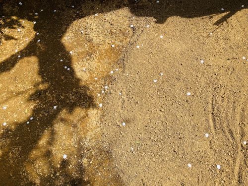 梅の花びらが散ってる様子の画像