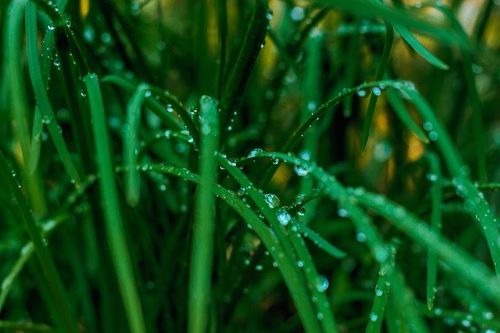 雨粒が葉に付いた画像