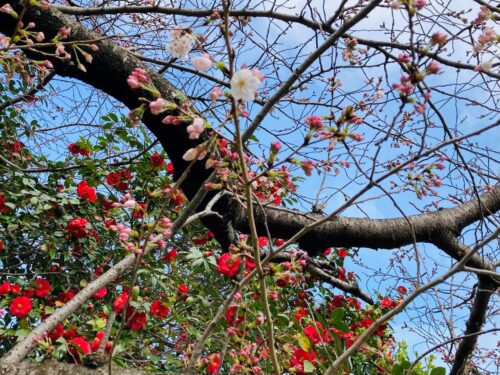 桜が咲いてる様子の画像