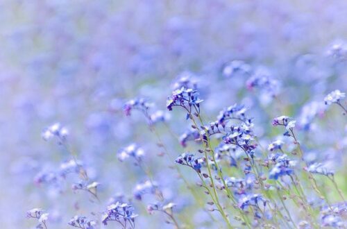 春の花の画像