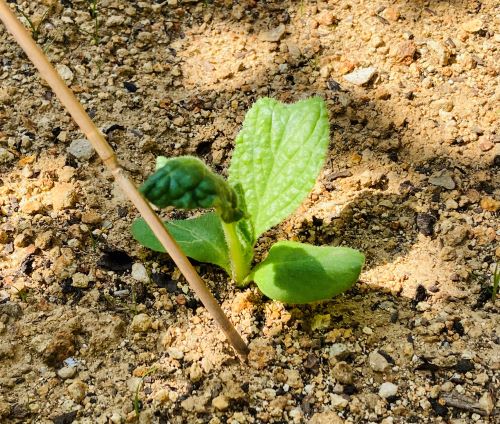 地植えのボリジの画像