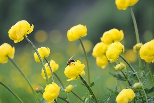 春の黄色い花の画像