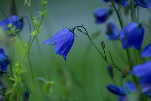 ブロッサムの花の画像