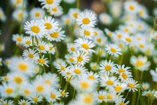 ヒナギクの花の画像