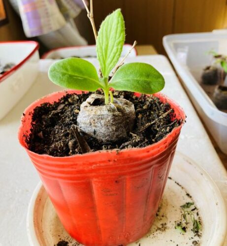 室内植えのボリジの画像