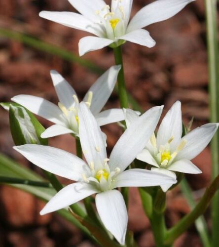 大亜麻仁の花の画像