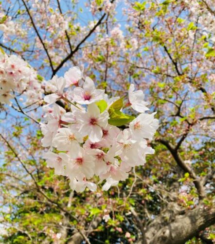 公園の桜の画像