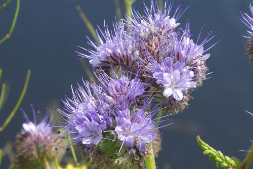 青紫の花の画像