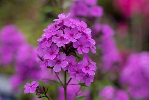 芝桜の画像