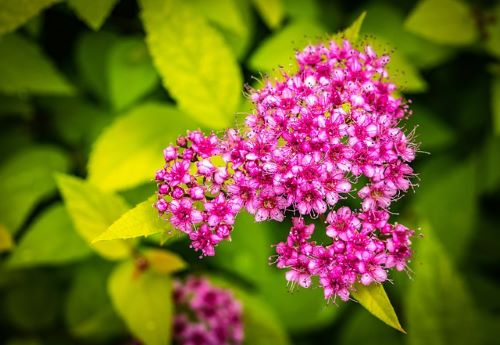 シモツケの花の画像