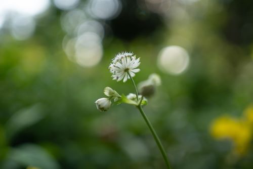 小さな白い花の画像