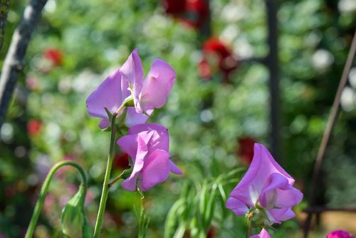 庭に咲いたスイートピーの花の画像