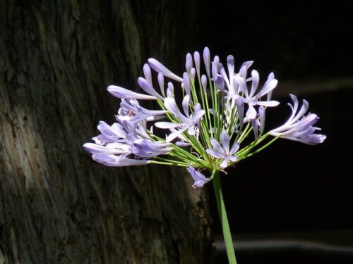 アリウムの花の画像