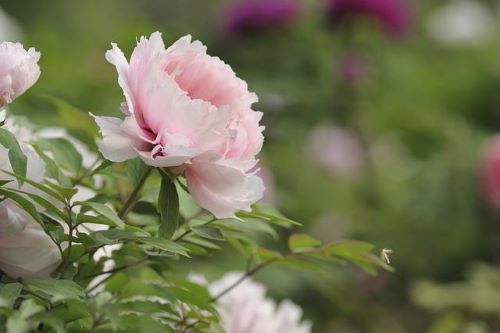 ピンク色のボタンの花の画像