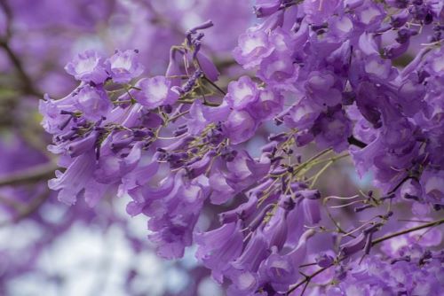 ジャカランダの花のアップ画像