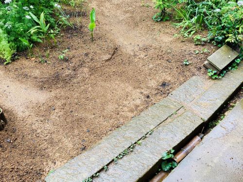 庭の右側の雨水改善の画像