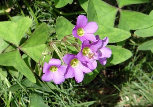 カタバミの花の画像