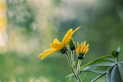 キクイモの花の画像