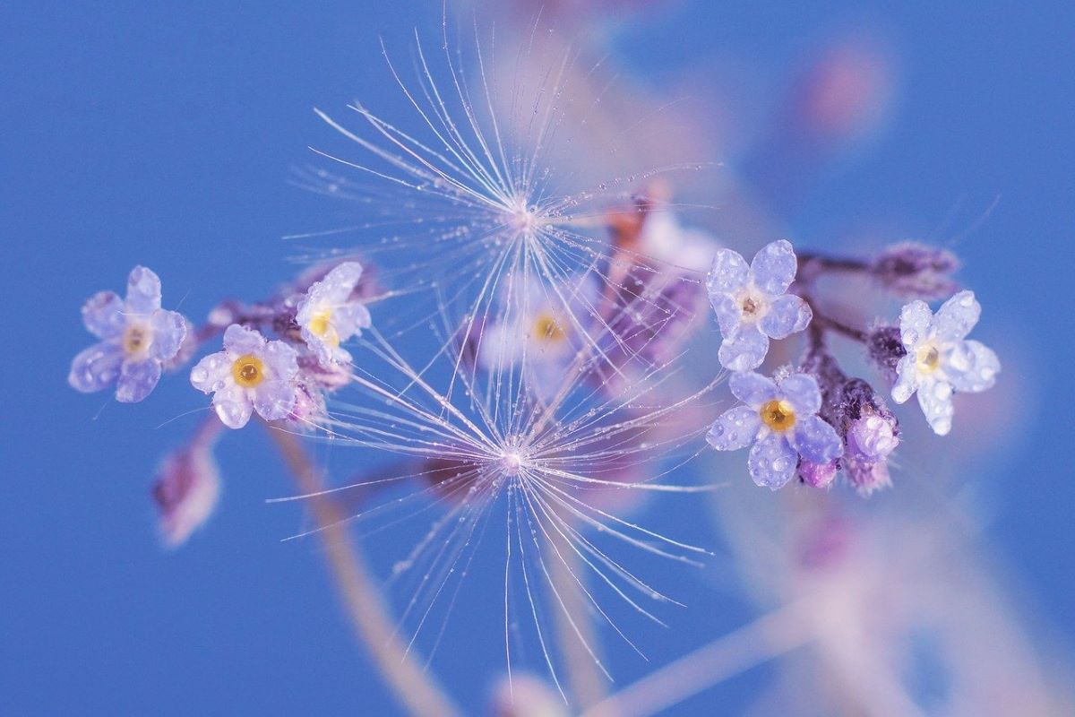 青紫小花のアイキャッチ画像