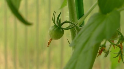 ミニトマトの青色の画像