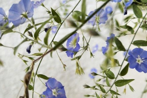 青紫の小花の画像