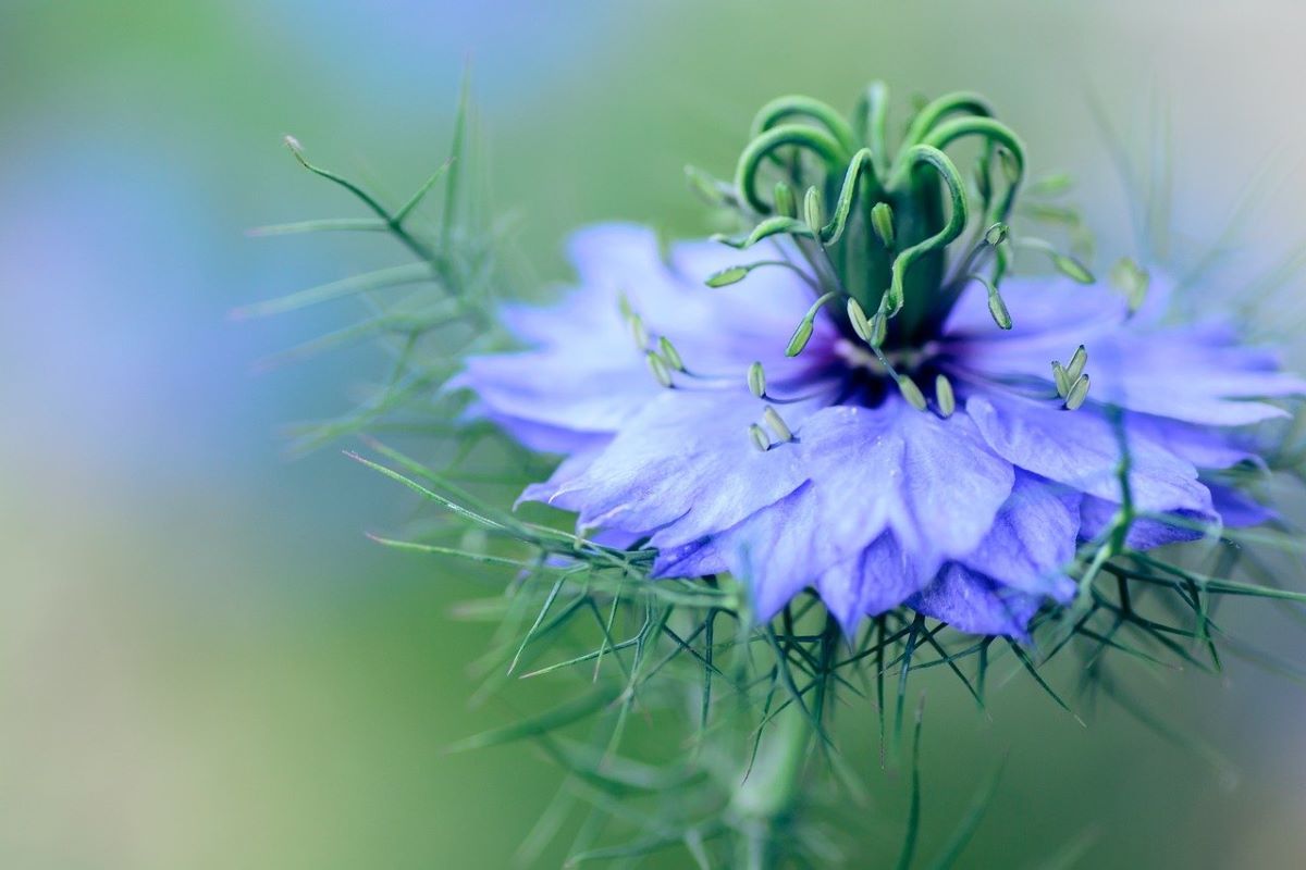 ニゲラの花のアイキャッチ画像