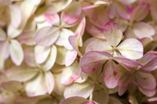 ピンク色のノリウツギの花の画像