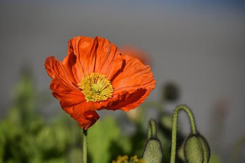 ポピーの花の画像