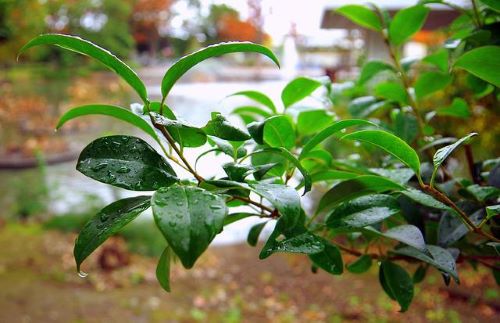 雨に濡れた庭の葉の画像