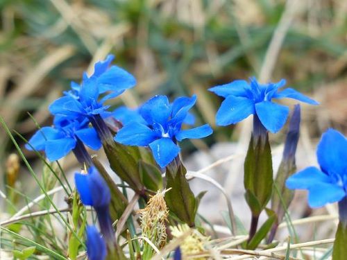 リンドウの花の画像