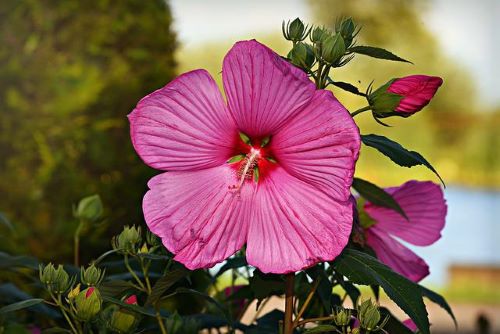 タチアオイの花の画像