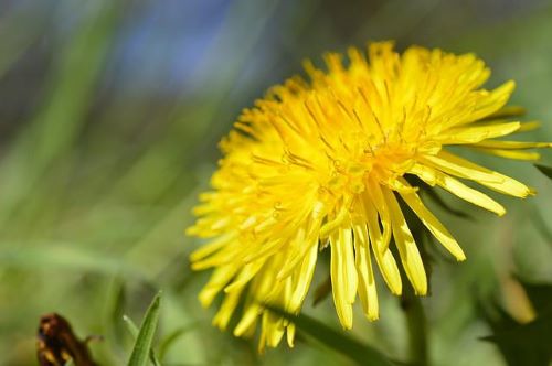 タンポポの花の画像