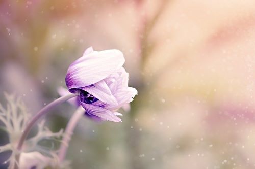 アネモネの花の画像