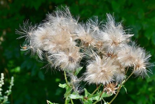 アザミの花の綿毛の画像