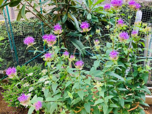 庭に咲くベルガモットの花の画像6月