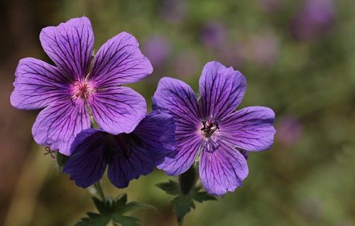 青紫の花の画像