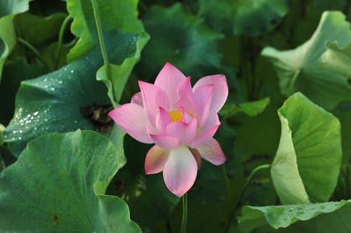 ハスの花の画像