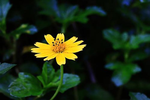 花一輪黄色の花の画像